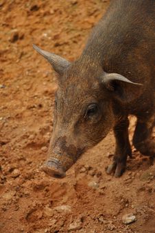 Piglet Wildboar Stock Photo Piglet Wildboar Stock Photo