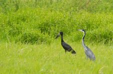 An Open-billed Stork And A Black-headed Heron Stock Images An Open-billed Stork And A Black-headed Heron Stock Images