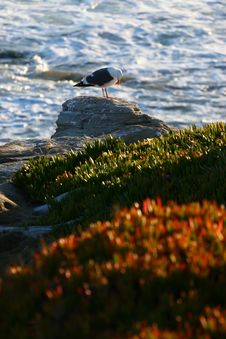 Seagull Cliff Royalty Free Stock Image