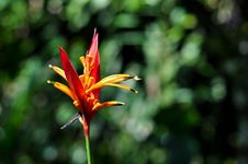 Bird Of Paradise Stock Photos Bird Of Paradise Stock Photos