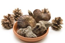 Roots And Nutshells Royalty Free Stock Images Roots And Nutshells Royalty Free Stock Images