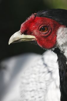 Silver Pheasant Stock Photography