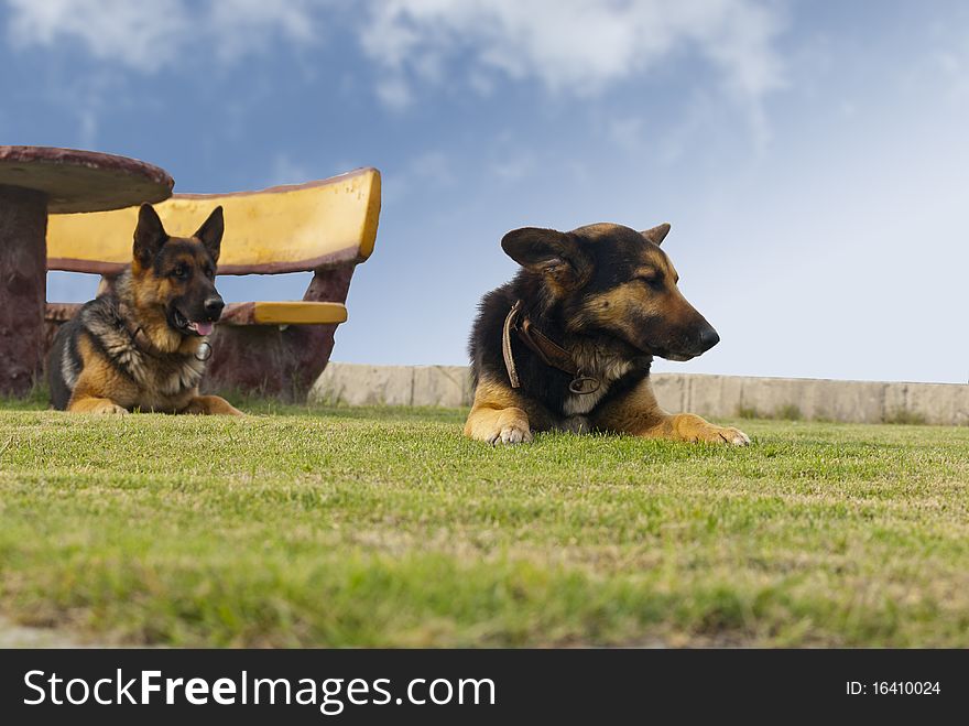 Dogs In The Park And Bench With Table
