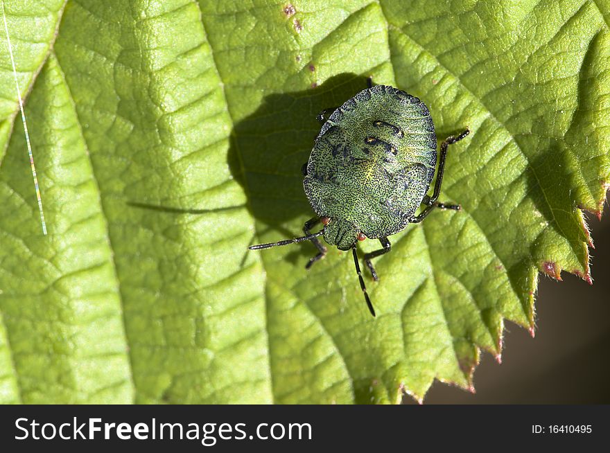 Green stink bug on a leaf - Macro