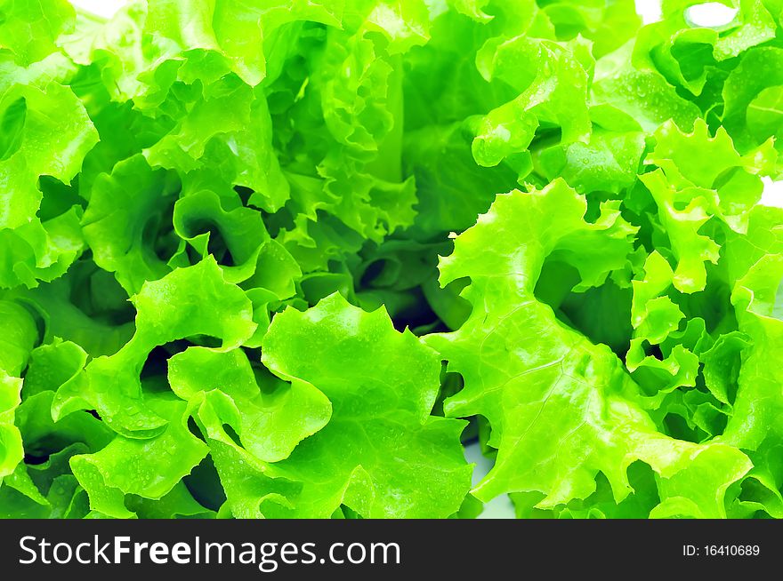 Bunch of fresh green salad isolated over white