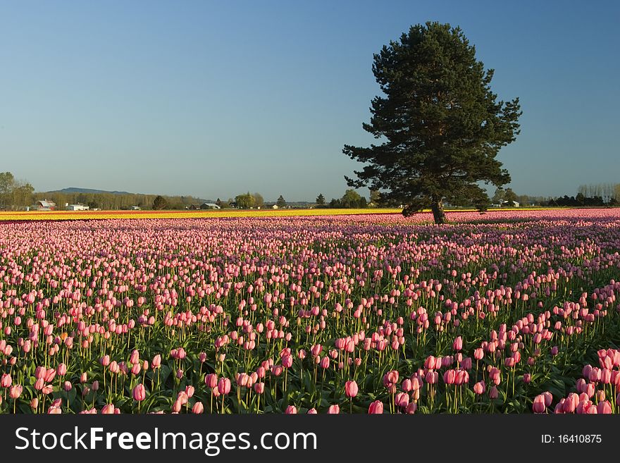 Tree in the field of tulips