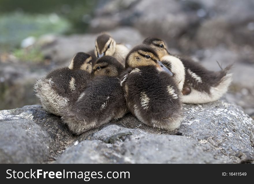 Baby Mallard ducks huddled on rocks in Central Park