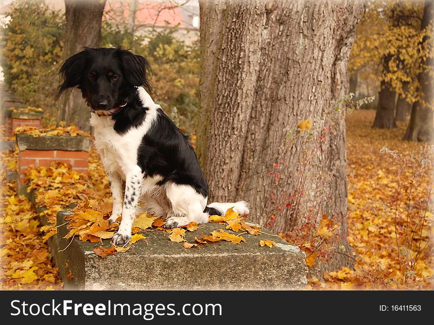 Dog in the park, autumn mood.