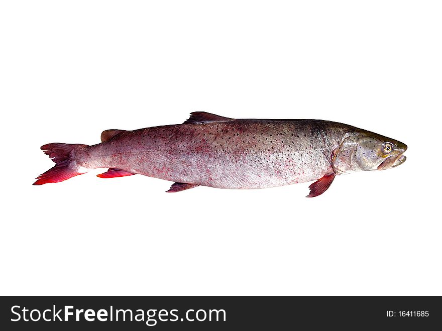 Siberian Taimen Or River Salmon