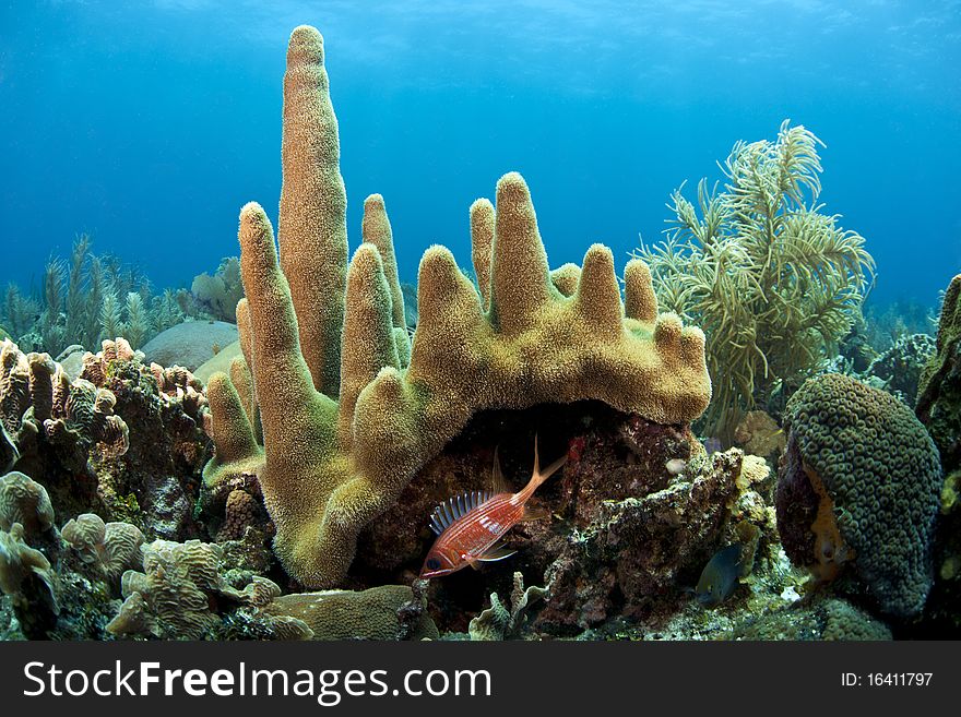 Pillar coral with lone Squirrel fish