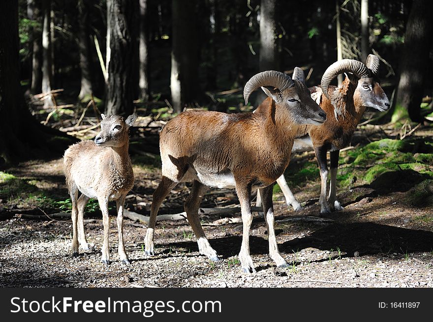 The mouflon (Ovis aries orientalis) is a subspecies group of the wild sheep Ovis aries (Deer Park, Germany). The mouflon (Ovis aries orientalis) is a subspecies group of the wild sheep Ovis aries (Deer Park, Germany).