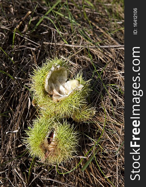 Open chestnut lying on a meadow. Open chestnut lying on a meadow