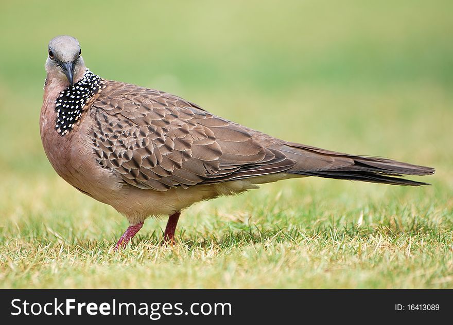 A pigeon meandering around a park in Bali. A pigeon meandering around a park in Bali