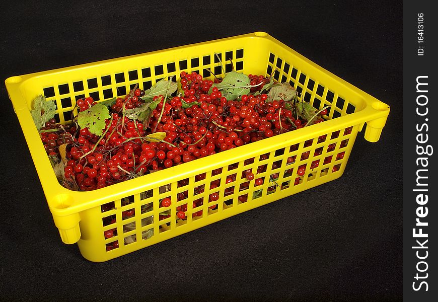 Red berry in the yellow  box on a black background