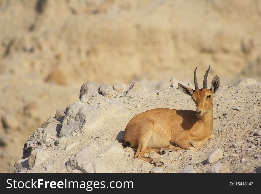A wild Ibex in the dead sea region, Israel. A wild Ibex in the dead sea region, Israel