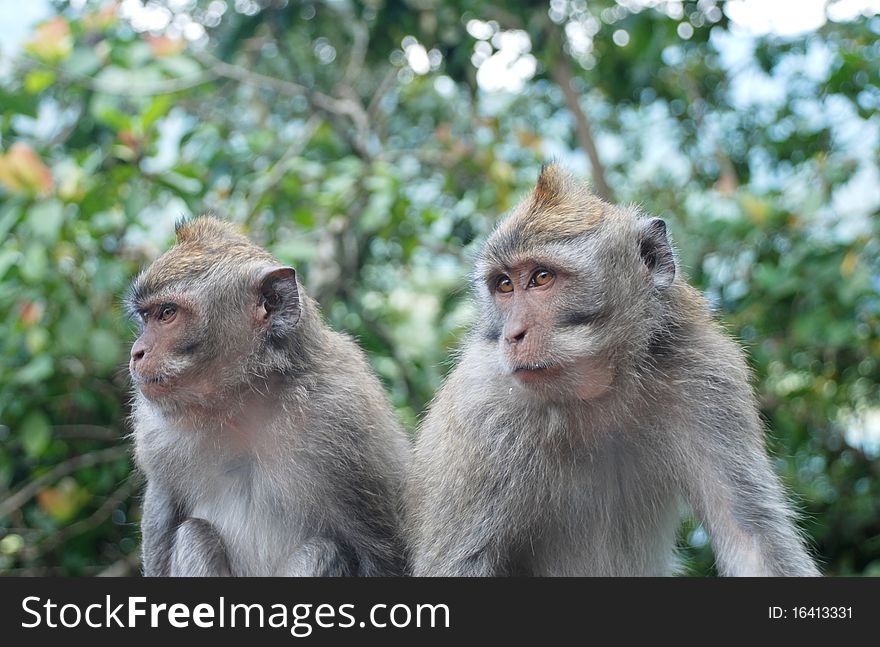Image of a Balinese monkey taken in the forests of Bali