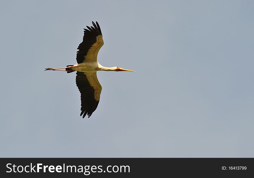 Yellow-billed Stork On Flight