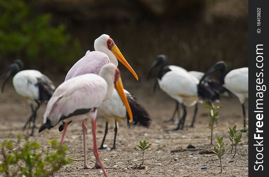 Two Yellow-billed Storks Resting