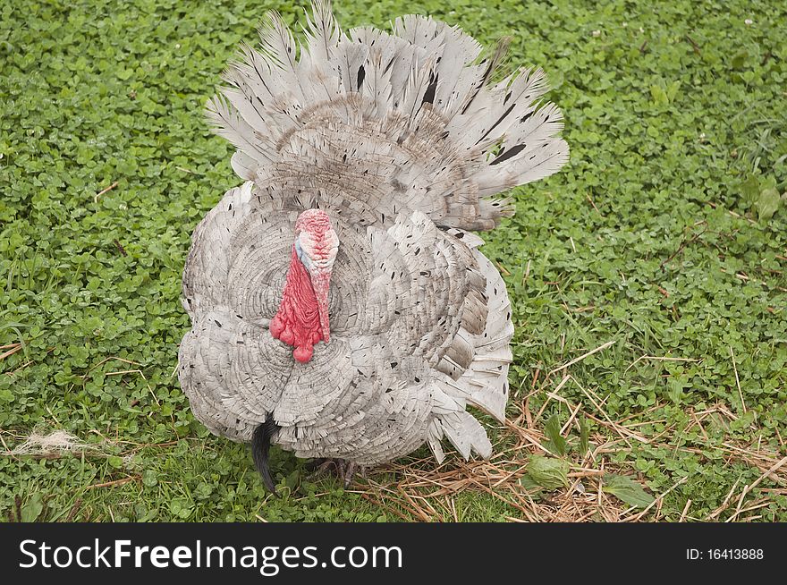 This is a turkey on a organic farm, getting ready for Thanksgiving dinner!. This is a turkey on a organic farm, getting ready for Thanksgiving dinner!