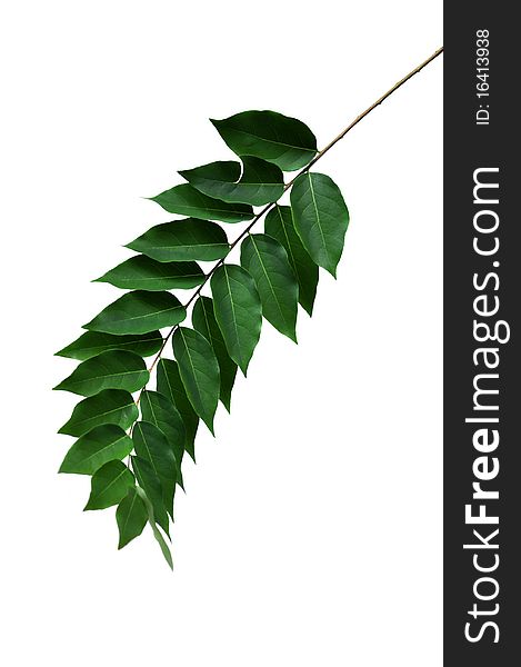 Star gooseberry leaf isolated picture