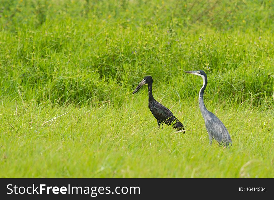 An Open-billed Stork and a Black-headed Heron