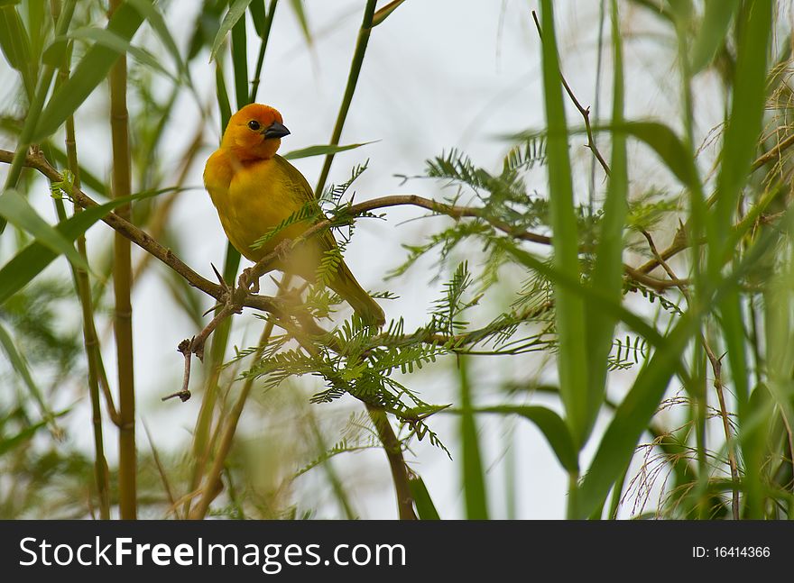 Gold among the green: Golden Weaver