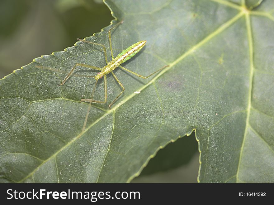 Assassin Bug Zelus luridus nymph on leaf