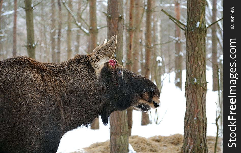 Elk in winter with the washed out back background