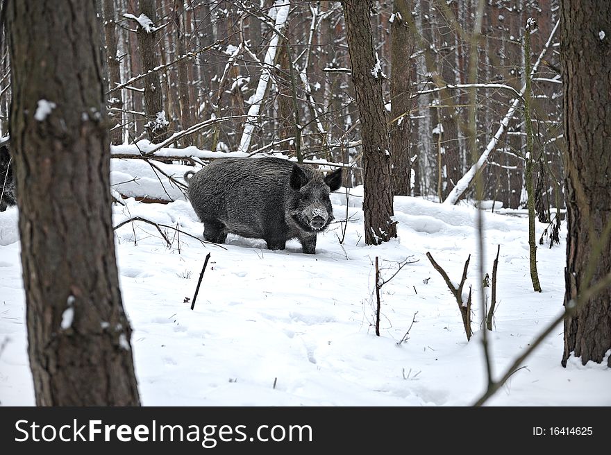 Wild boar in the winter in the woods. Wild boar in the winter in the woods