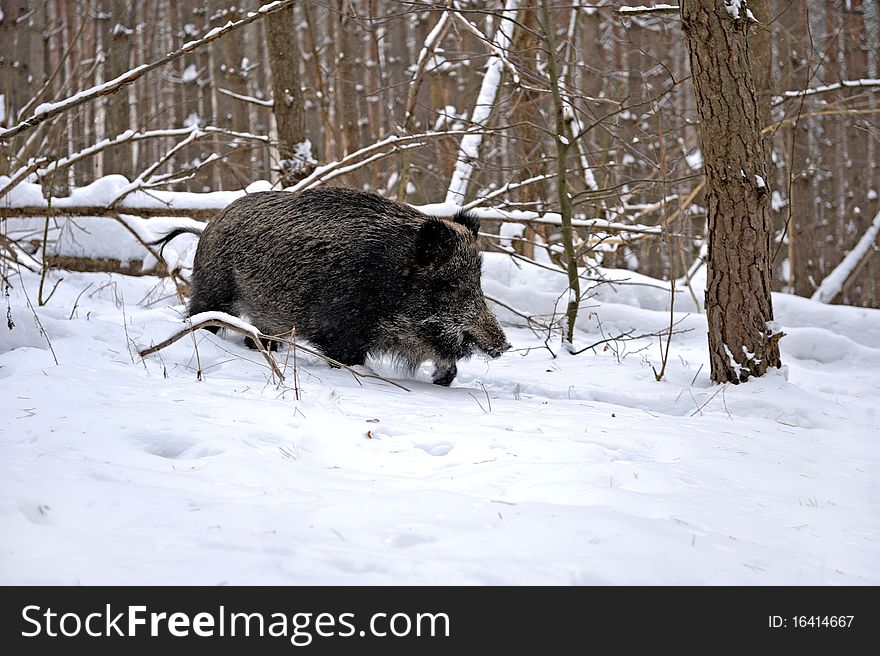 Wild boar in the winter in the woods. Wild boar in the winter in the woods
