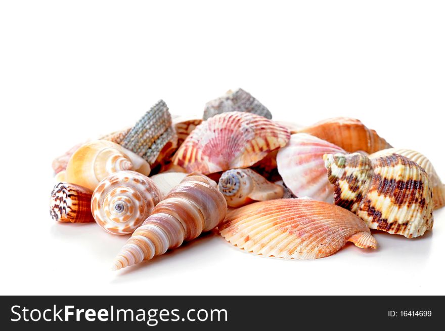 Groupng of seashells on a white background.
