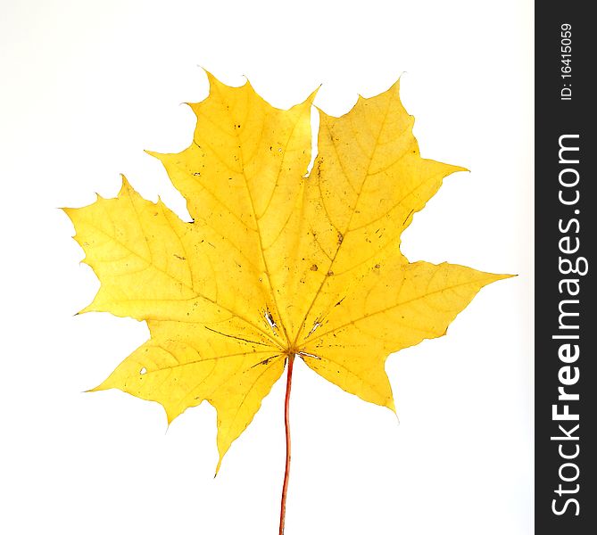 Autumn maple leaf on white background