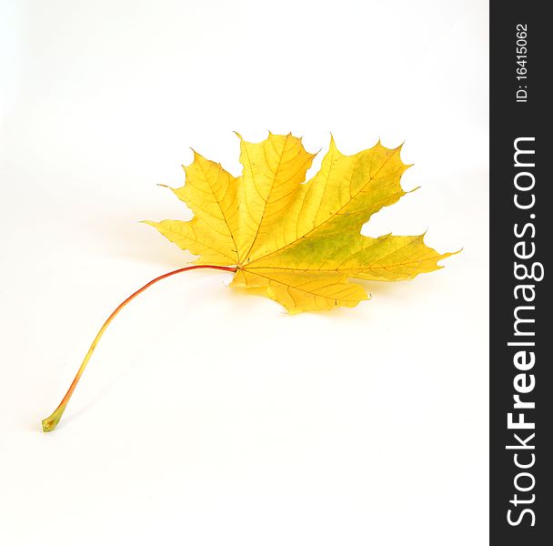 Autumn maple leaf on white background