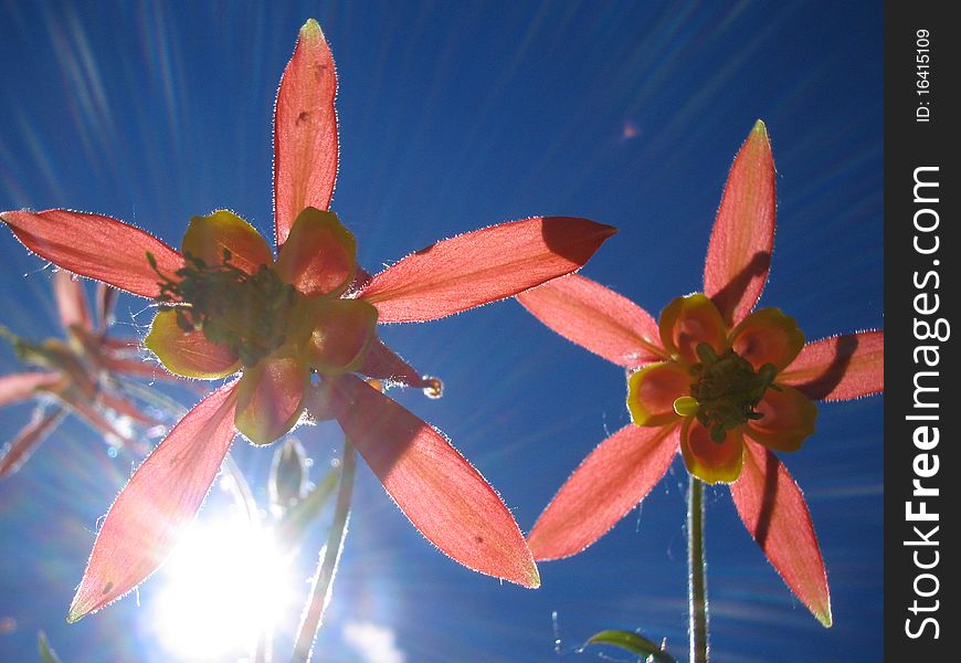 The sun rays shine through Columbine flowers. The sun rays shine through Columbine flowers