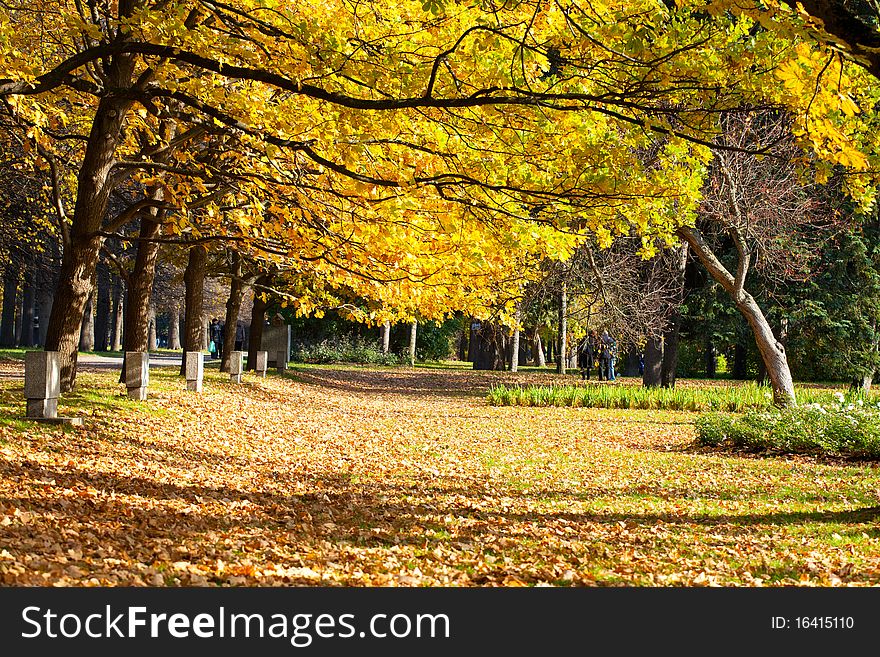 Oak grove in the autumn. Oak grove in the autumn