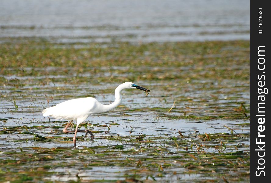 Bird stalking in the shallows of the Bali indian ocean. Bird stalking in the shallows of the Bali indian ocean