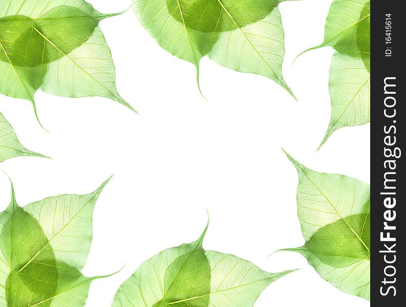 Leaves isolated on white background