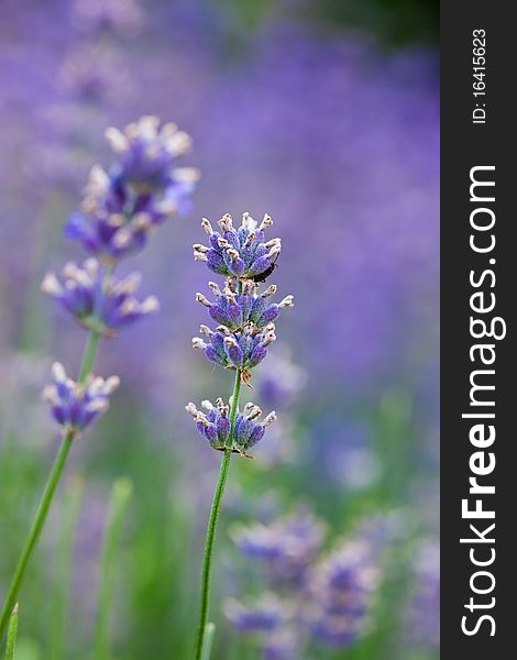 Field with many flowers of lavender