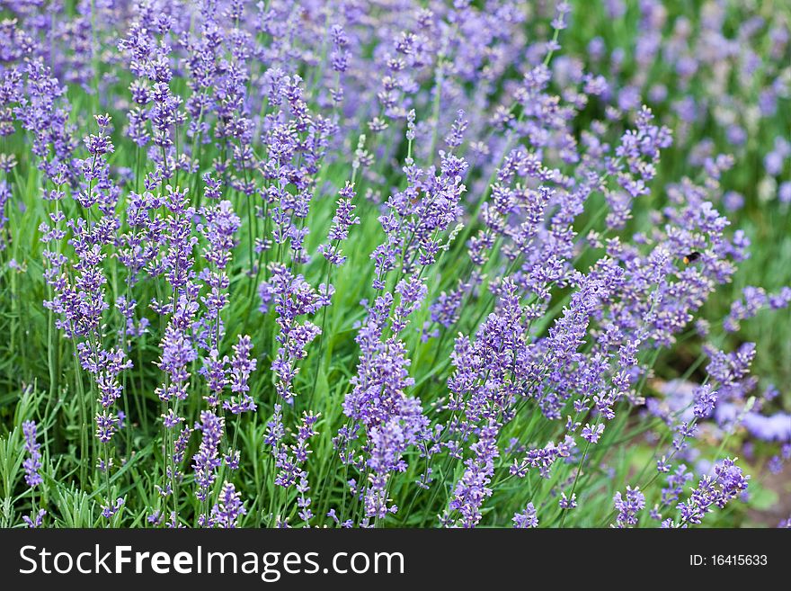 Field with many flowers of lavender