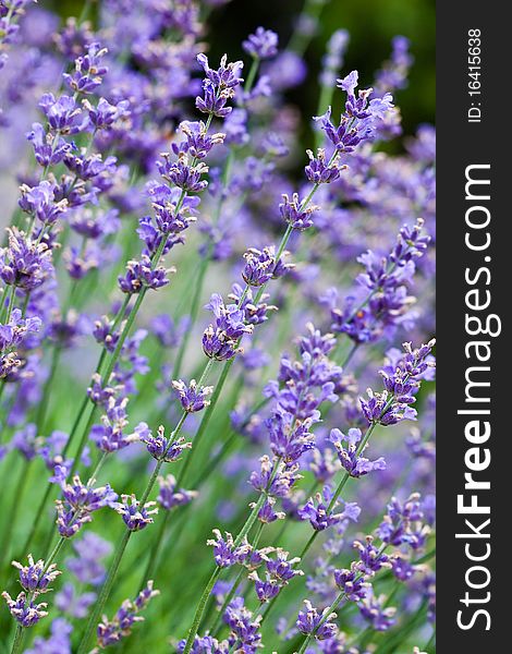 Field with many flowers of lavender