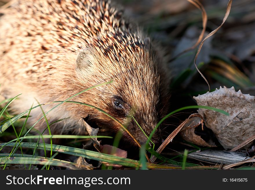 Hedgehog in morning forest