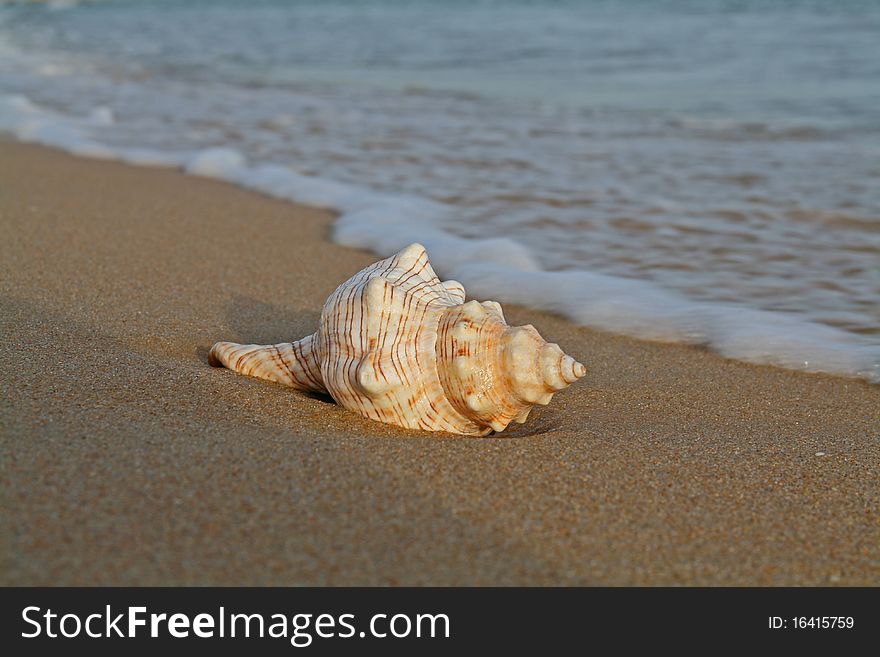 Conch shell on beach with waves.