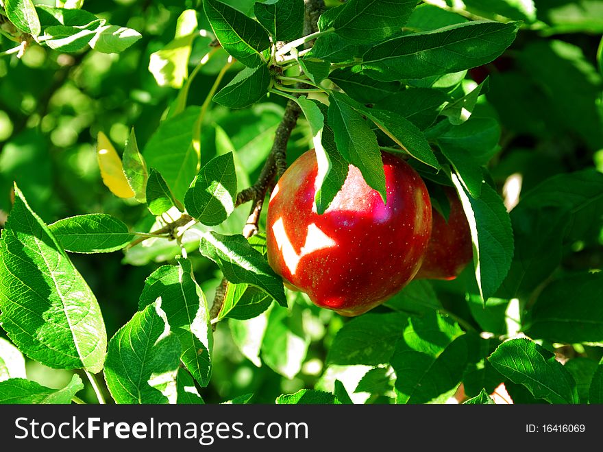 Close up of the branch of an apple tree in New England. Close up of the branch of an apple tree in New England.