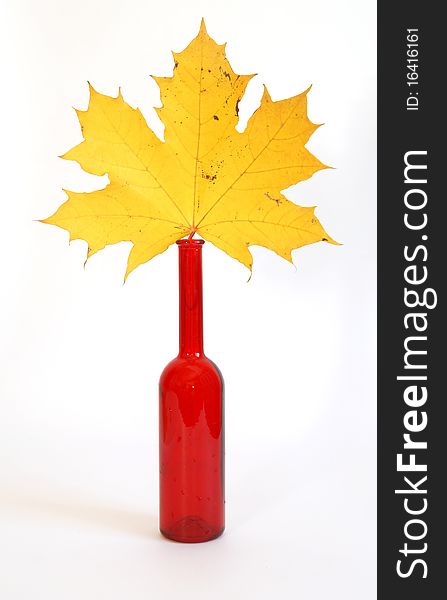 Maple leaves in autumn color glass vase on a white background