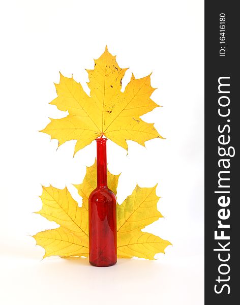 Maple leaves in autumn color glass vase on a white background