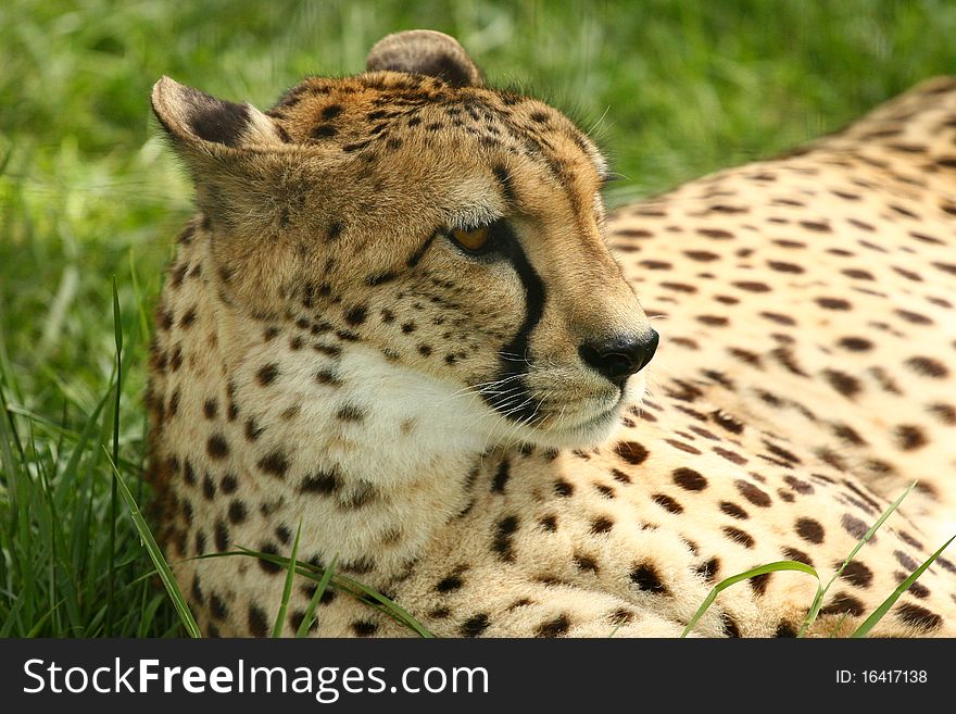 Cheetah laying down on grass. Cheetah laying down on grass