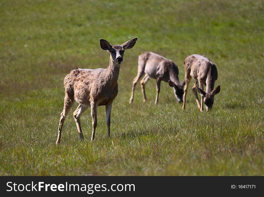 Group of deer grazing in Santa Cruz California field. Group of deer grazing in Santa Cruz California field