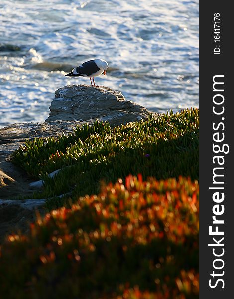 Seagull standing on cliff edge in Santa Cruz California. Seagull standing on cliff edge in Santa Cruz California