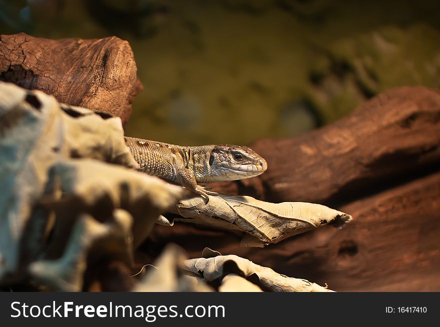 Single lizard emerging from hiding in the dry leaves in terrarium