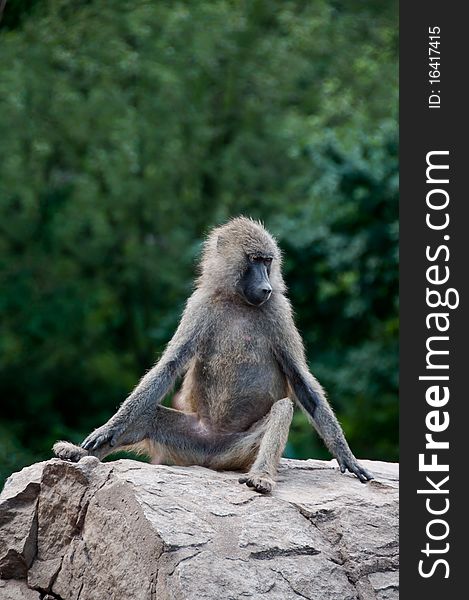 Single grey colored baboon monkey (Papio cynocephalus) sitting comfortably on the rock. Single grey colored baboon monkey (Papio cynocephalus) sitting comfortably on the rock